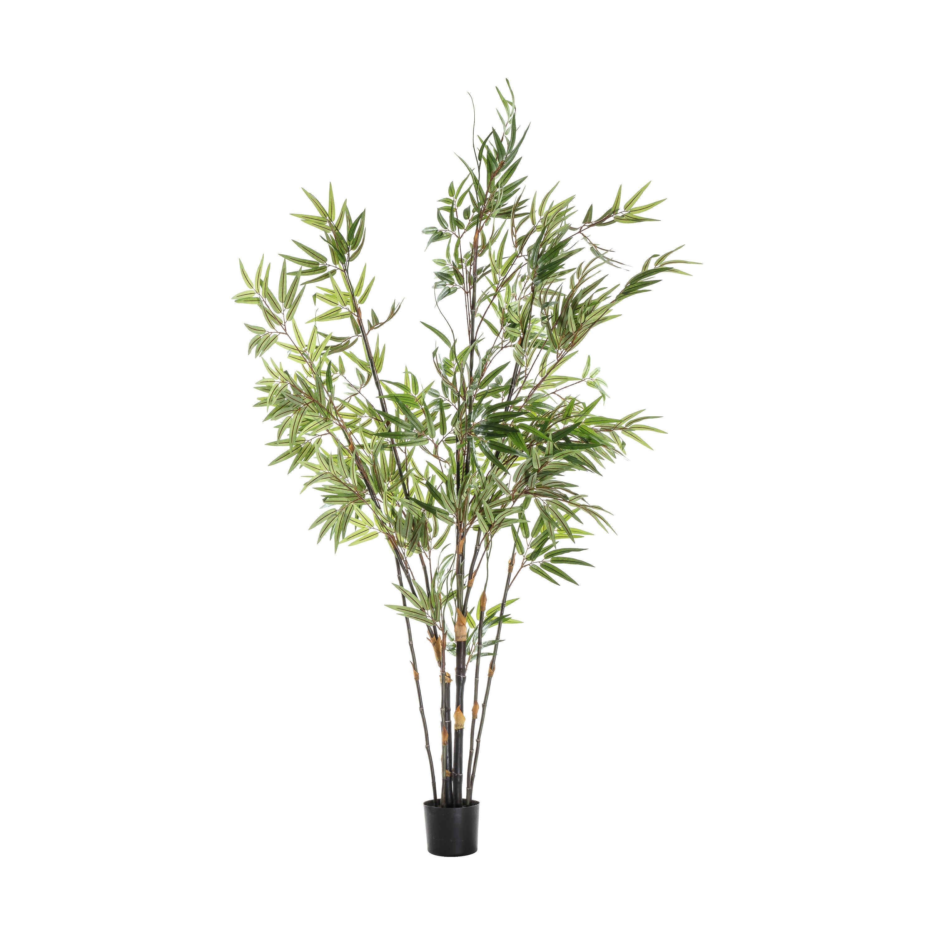 Lush Bamboo Tree's - 2 Sizes