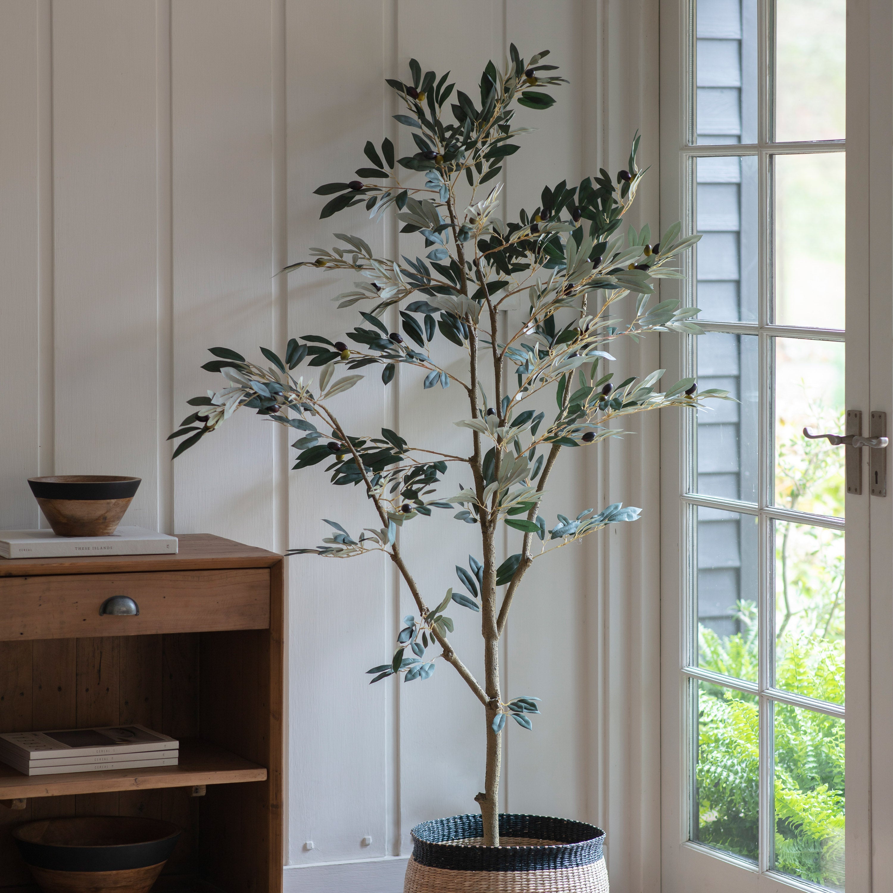 Mediterranean Olive Tree - 3 Sizes