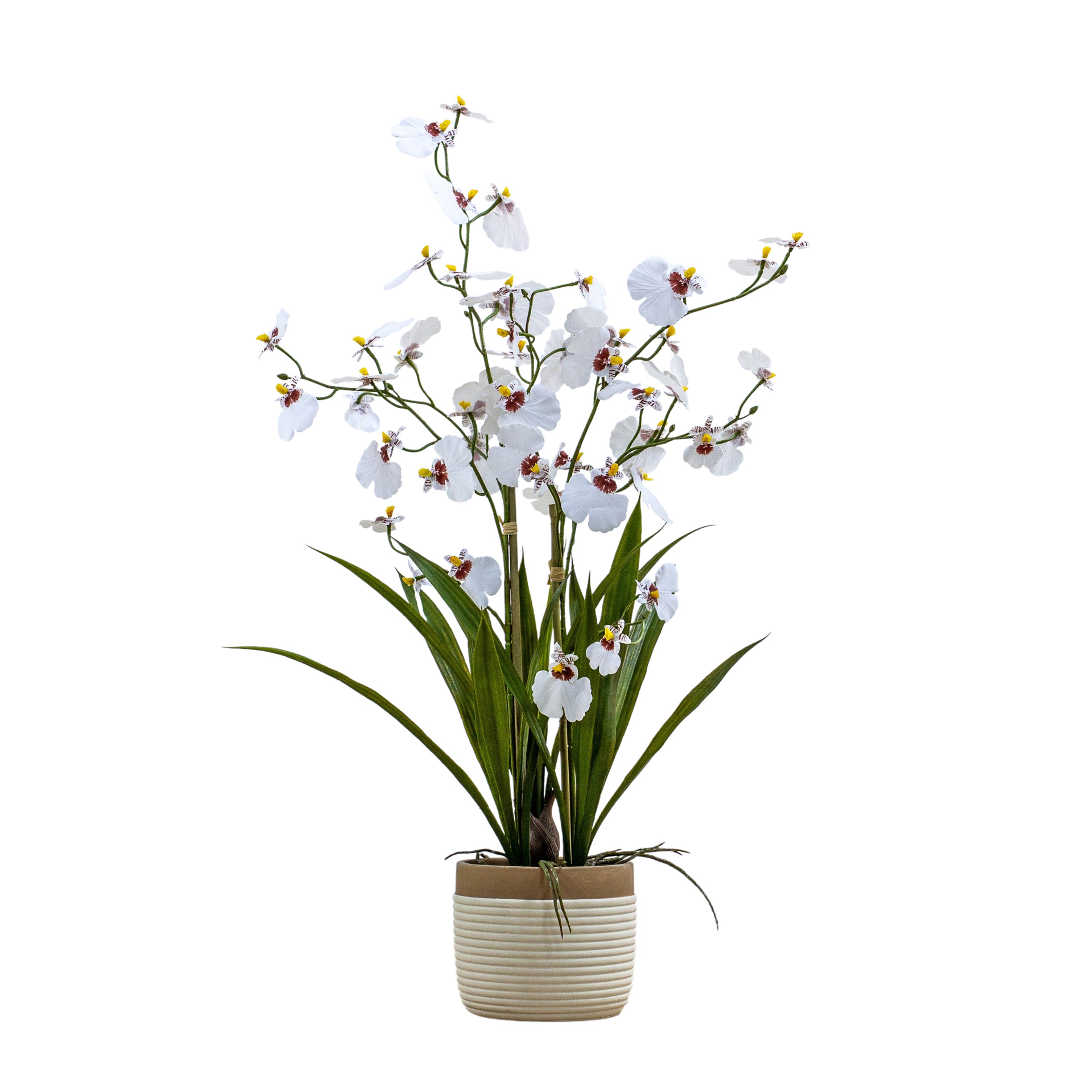 Oncidium Orchid's In Ceramic Pot - Different Size's/Colour's