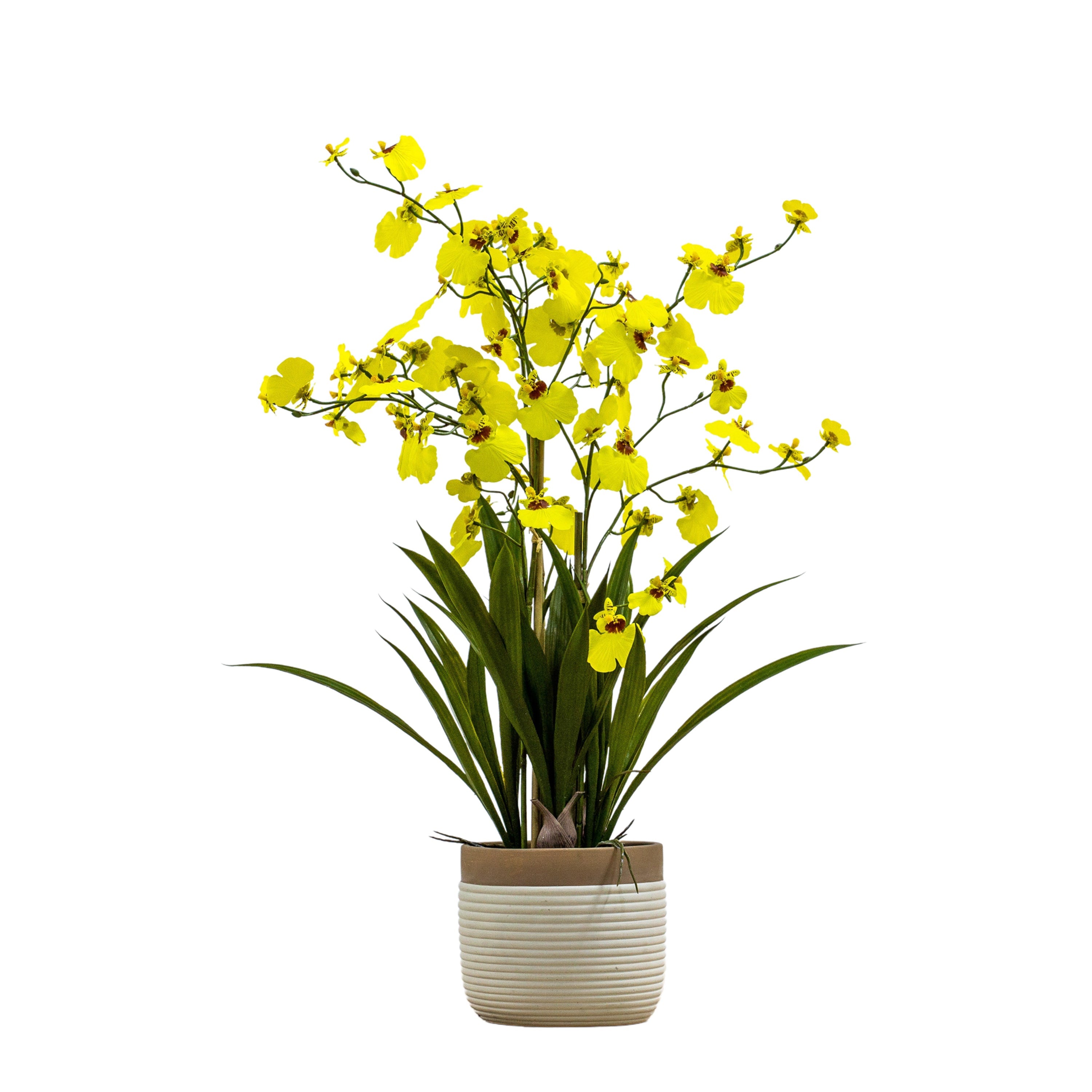 Oncidium Orchid's In Ceramic Pot - Different Size's/Colour's