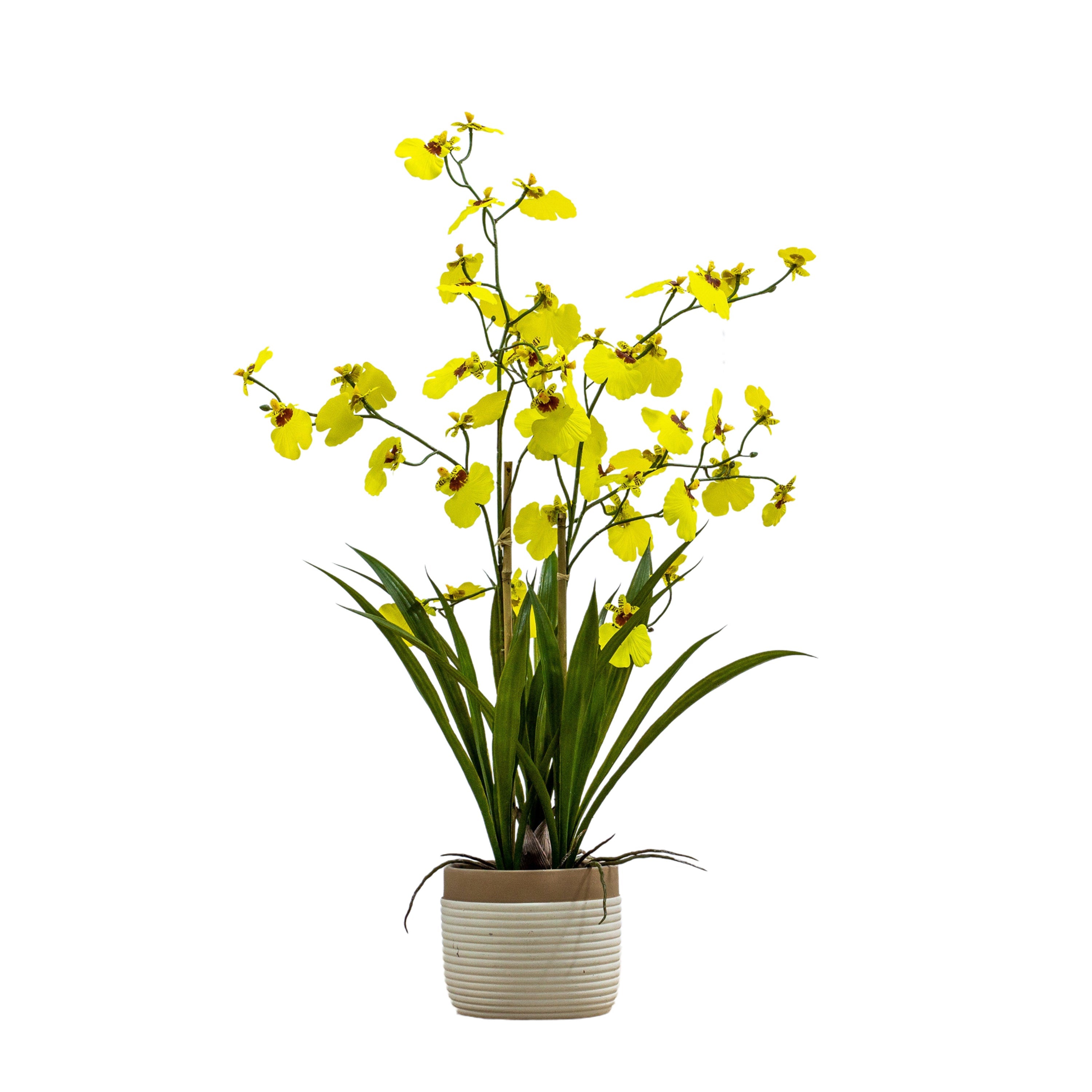 Oncidium Orchid's In Ceramic Pot - Different Size's/Colour's