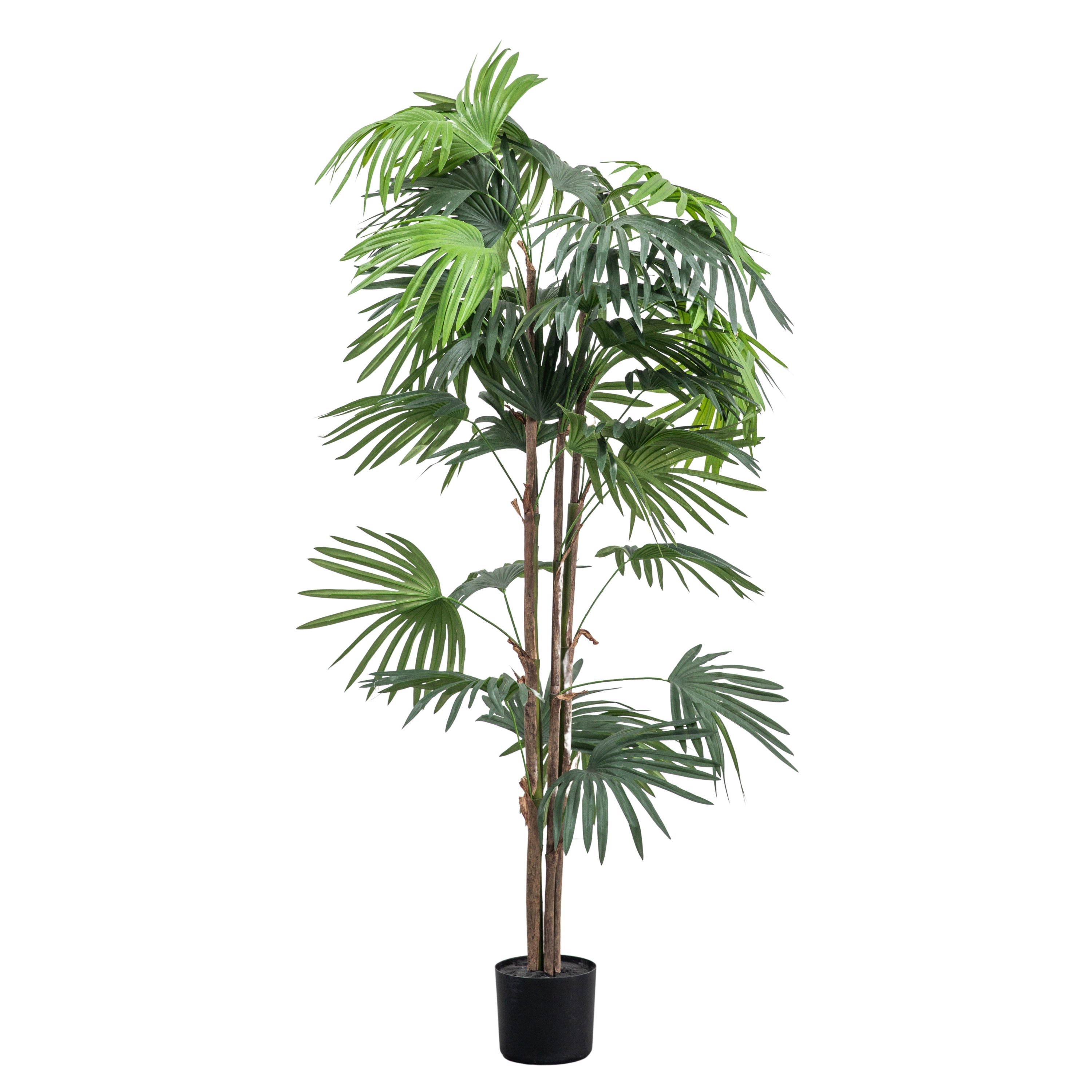 Handmade Chinese Fan Palm's - Different Sizes