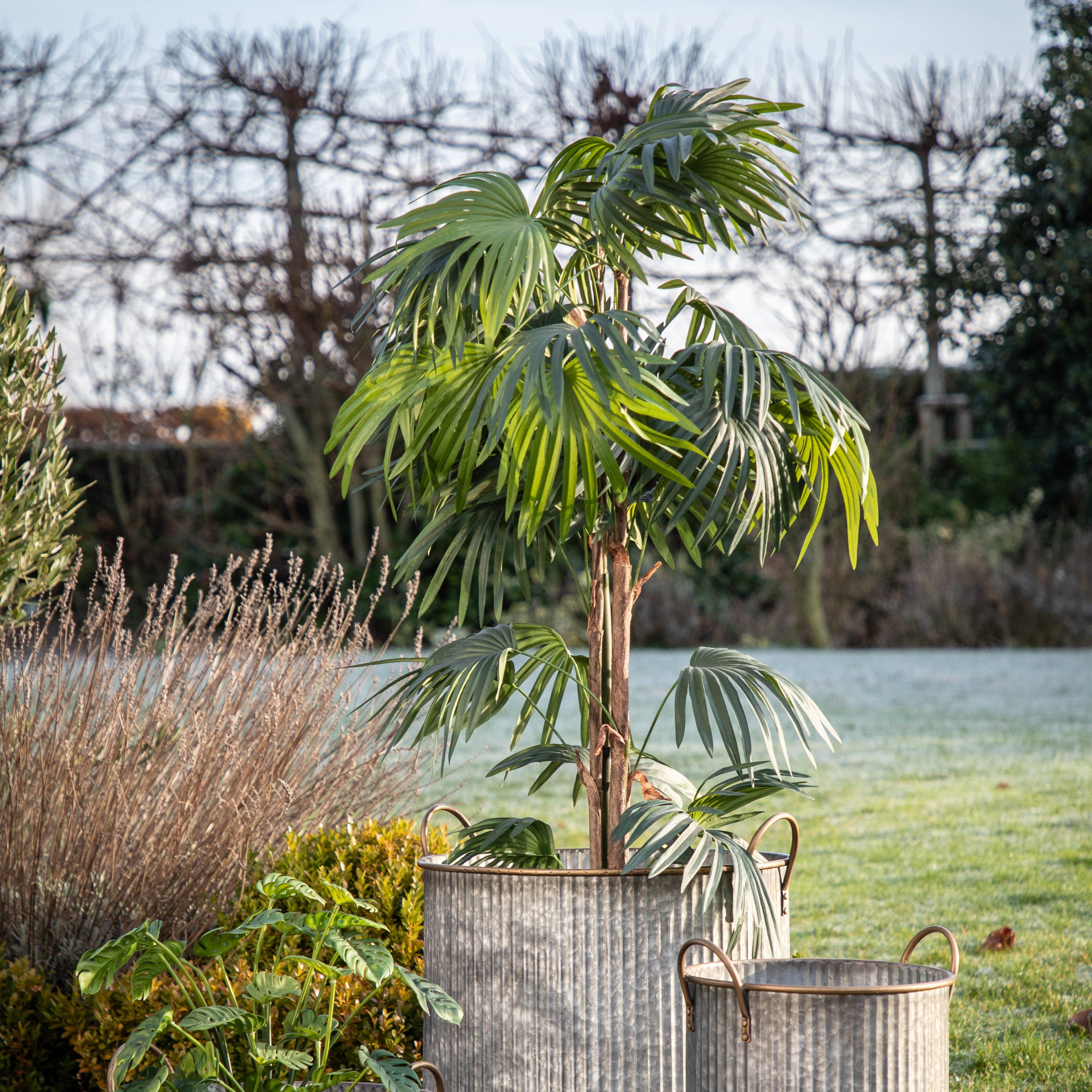 Handmade Chinese Fan Palm's - Different Sizes