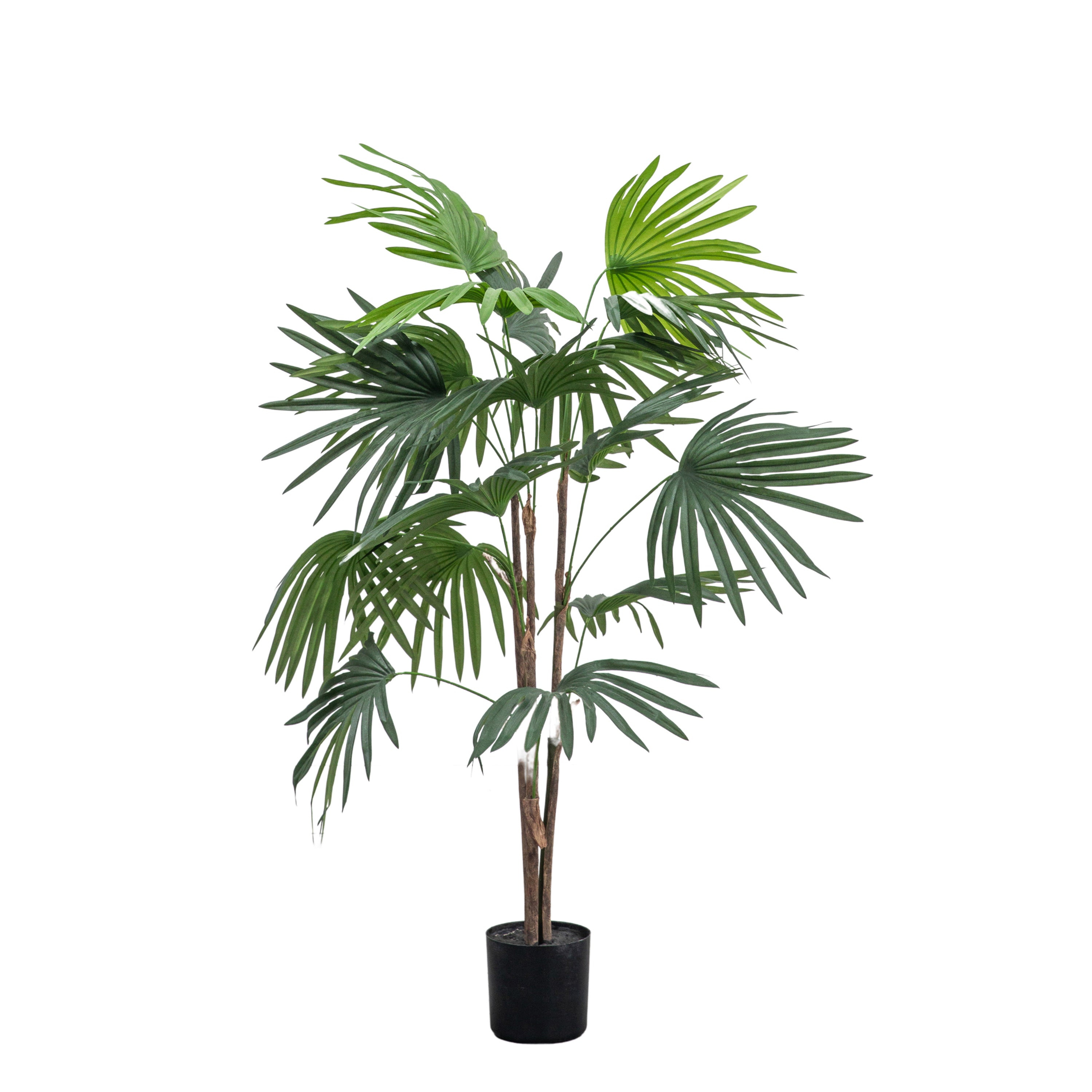 Handmade Chinese Fan Palm's - Different Sizes