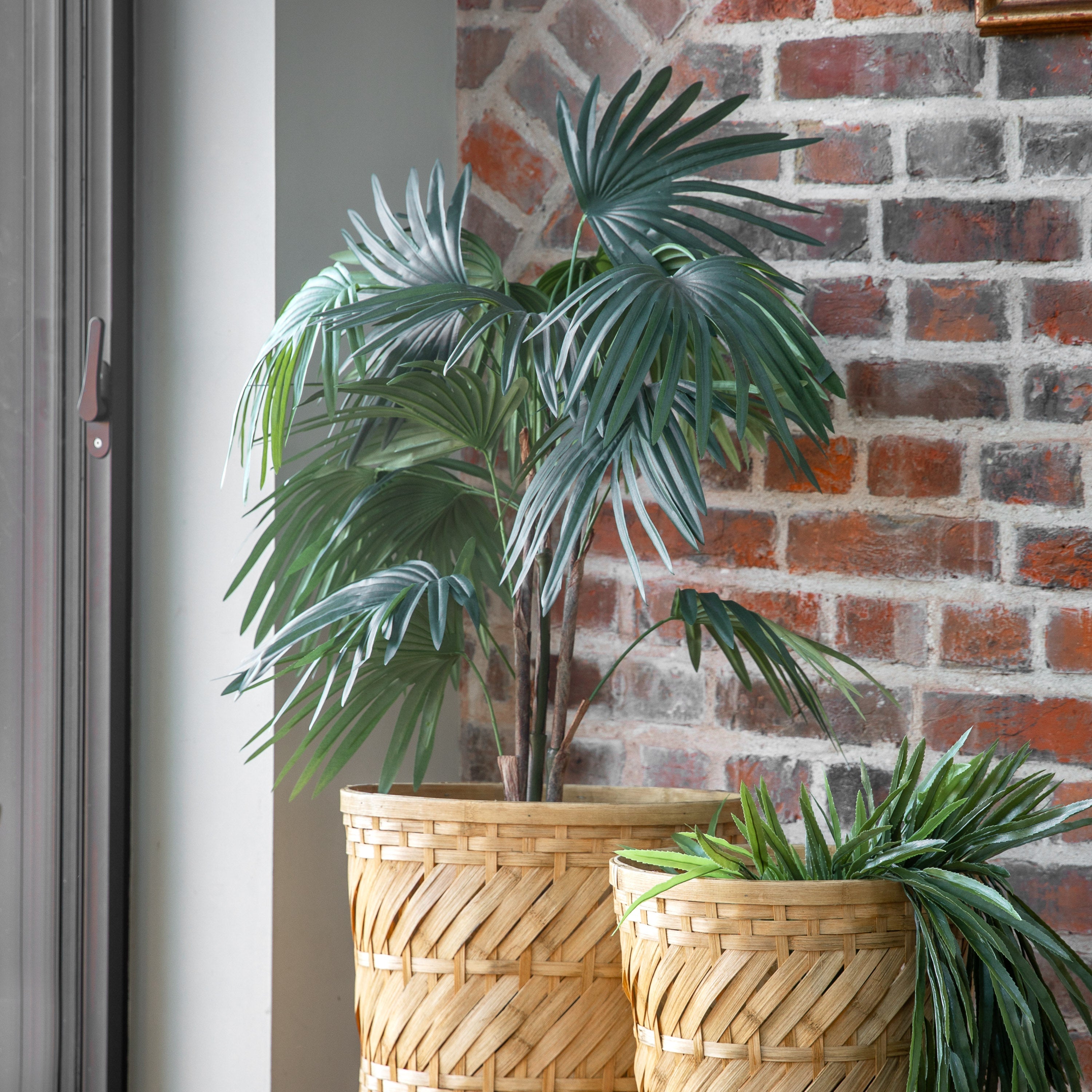 Handmade Chinese Fan Palm's - Different Sizes