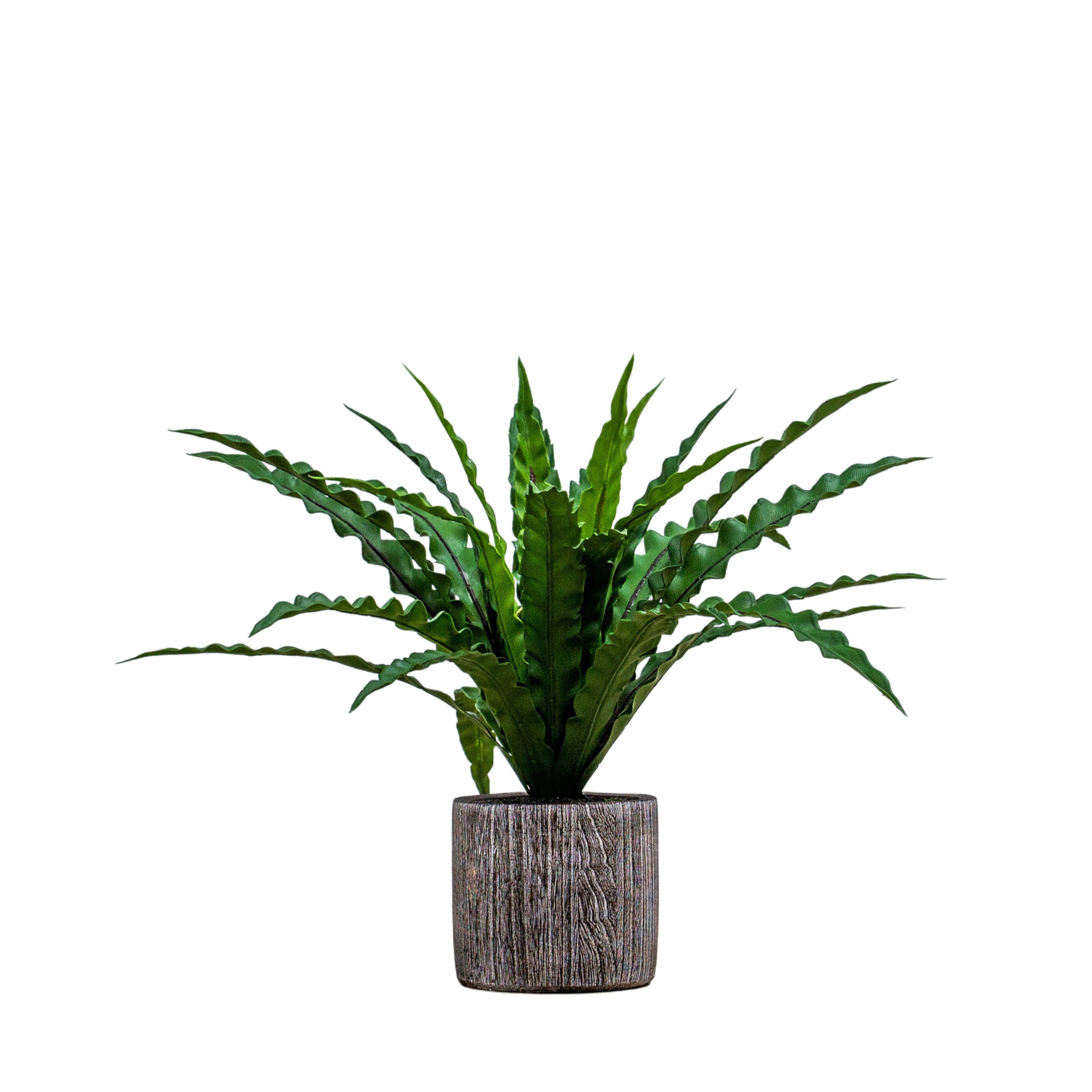 Asplenium Potted Fern - Vibrant Green Accent