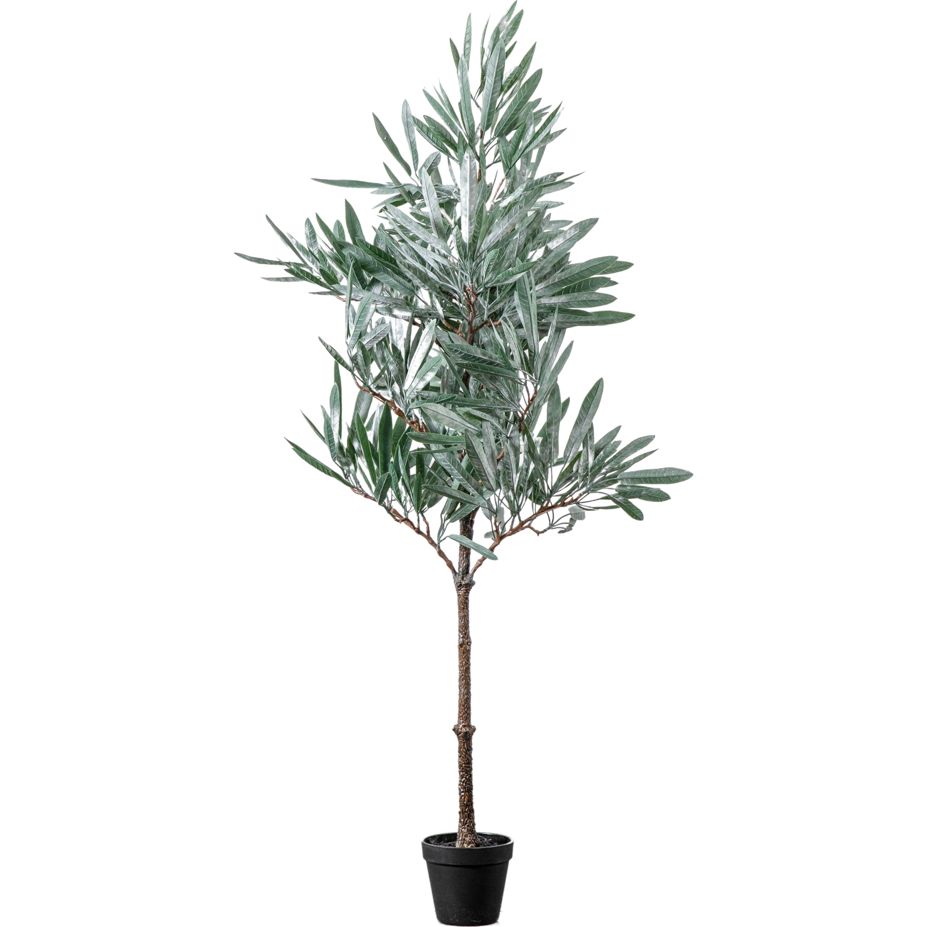 Realistic Eucalyptus Tree's - Different Sizes